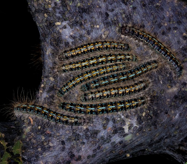 Tent Caterpillars-Malacosoma californicum 18-9418.jpg